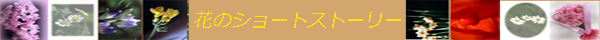 [ �Ԃ̃V���[�g�X�g�[���[ ]