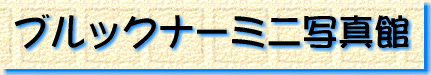 �u���b�N�i�[ �~�j�ʐ^��
