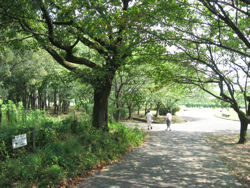 Park near Arakawa river bed