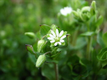 ハコベ 小さくて可憐な花です