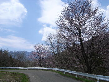 桜の花の向こうに戸隠連峰が見えました。