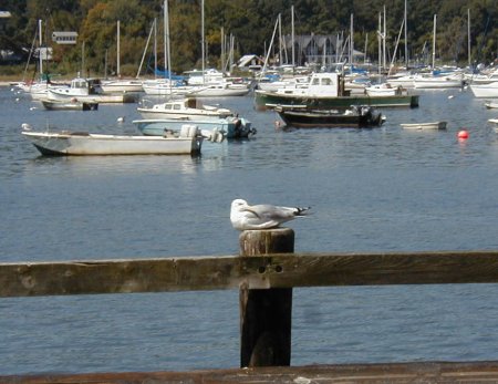 Northport Town