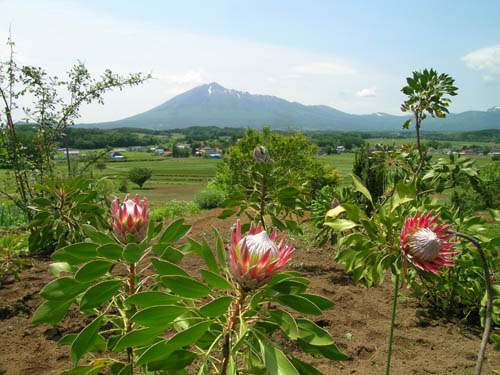 キングプロテア