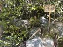 妙心寺